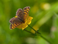 maudoc.com • Melitaea diamina •  IMG_1677 copia.jpg   Meltaea diamina